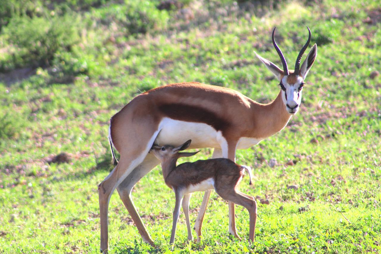 Kgalagadi Lodge Askham Εξωτερικό φωτογραφία