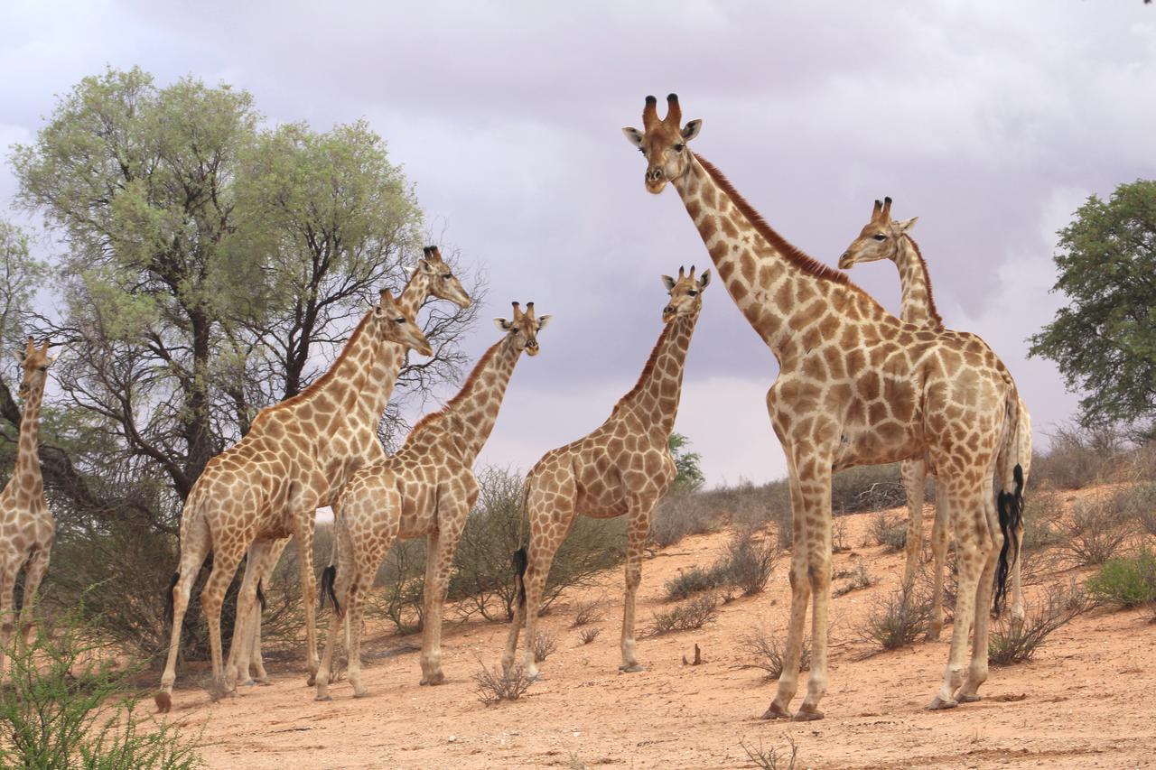 Kgalagadi Lodge Askham Εξωτερικό φωτογραφία