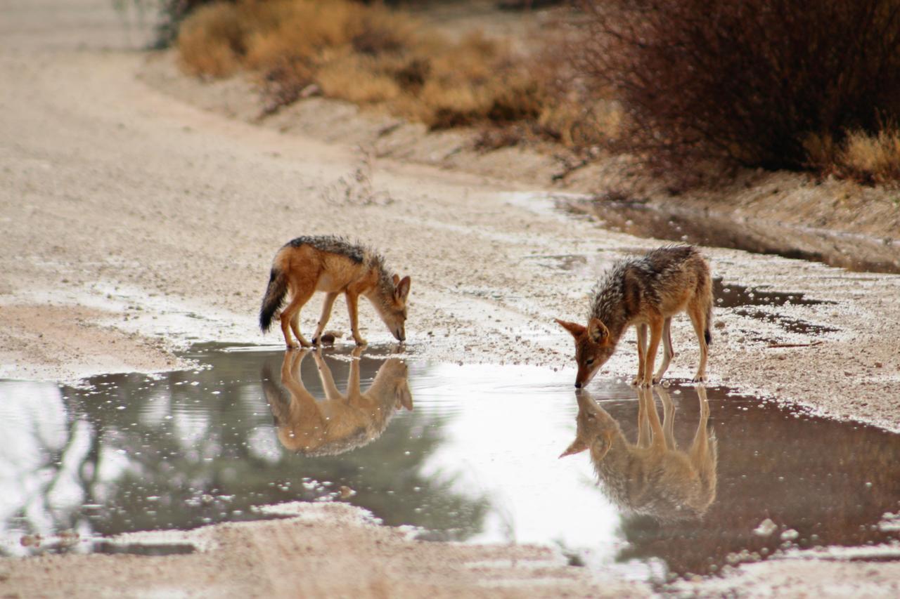Kgalagadi Lodge Askham Εξωτερικό φωτογραφία